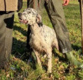 Setter Anglais MALO DES FORETS MEDOCAINES